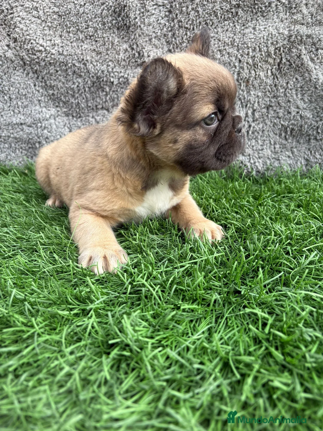 Bulldog Francés perros en venta: Cachorros Bulldog Frances Fluffy macho y hembra - Anuncio 11