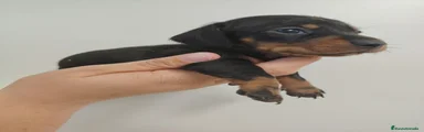Teckel 1