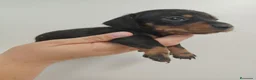 Teckel perros en venta: Teckel - Anuncio 2