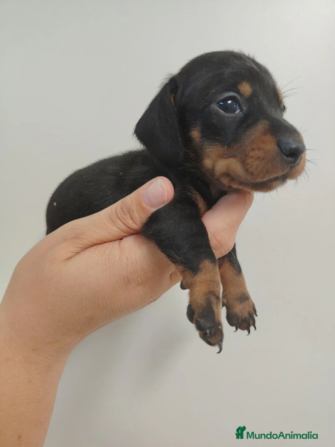 Teckel perros en venta: Teckel - Anuncio 2