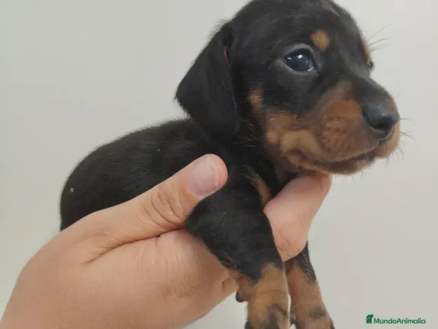 Teckel perros en venta: Teckel - Anuncio 2