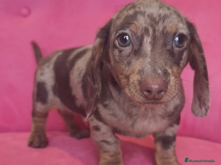 Teckel Miniatura perros Teckel mini arlequín macho - Anuncio 3