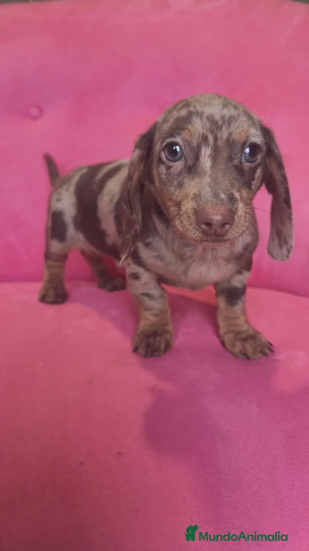 Teckel Miniatura perros en venta: Teckel mini arlequín macho - Anuncio 1