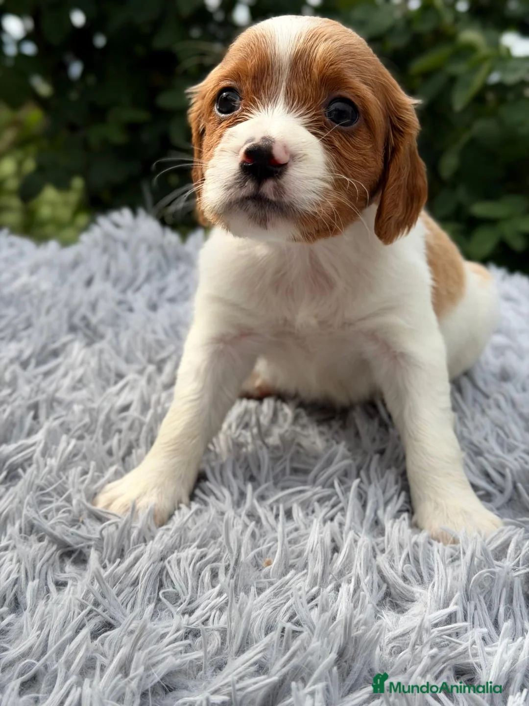 Épagneul Breton perros en venta: CAMADA DE BRETÓN ESPAÑOL CALIDAD - Anuncio 5