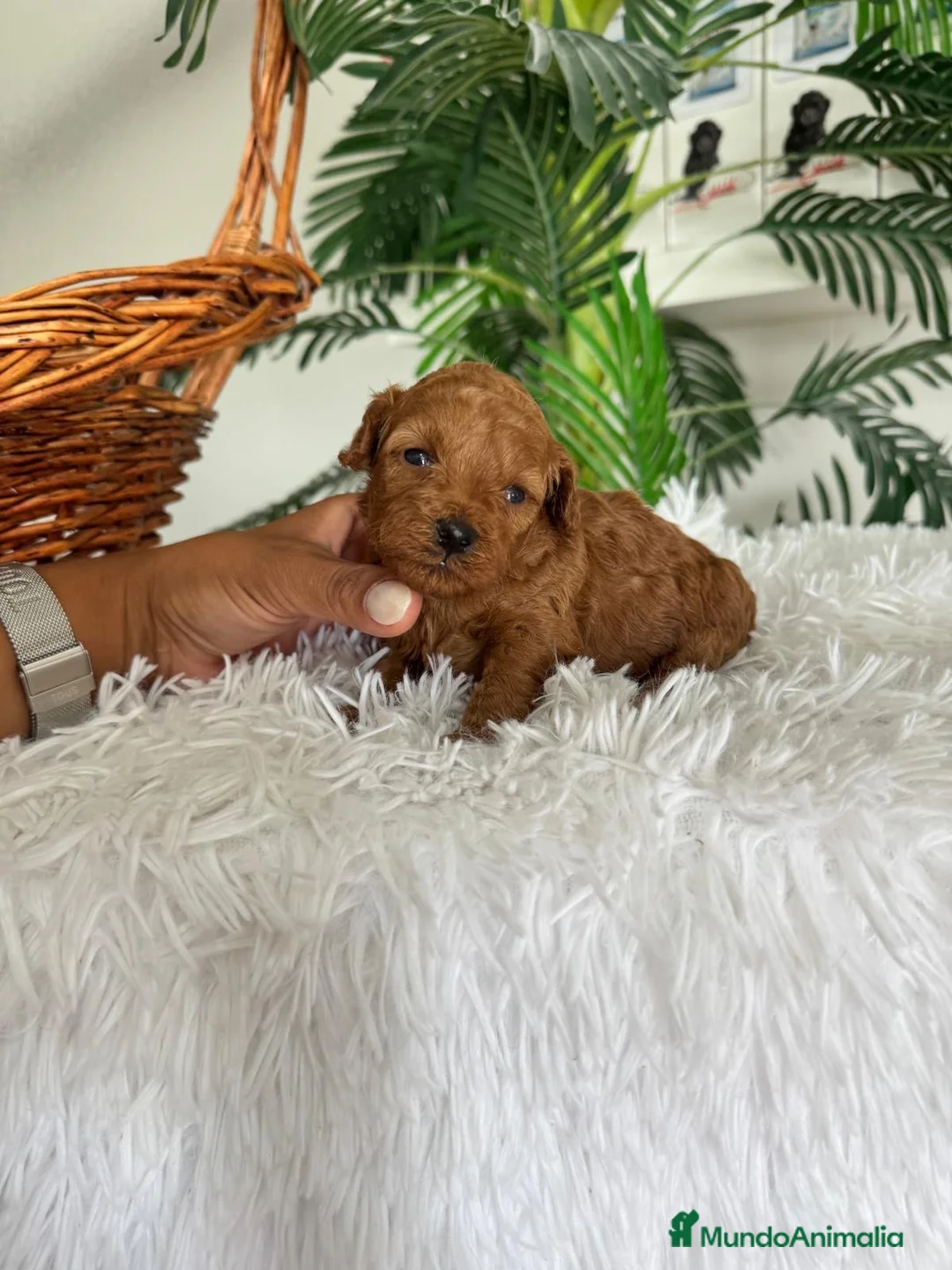 Caniche Toy perros en venta: CANICHE TOY 🎀 - Anuncio 2