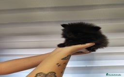 Pomerania perros en venta: Pomerania toy 💥💥2 machos 💥💥 - Imagen 7