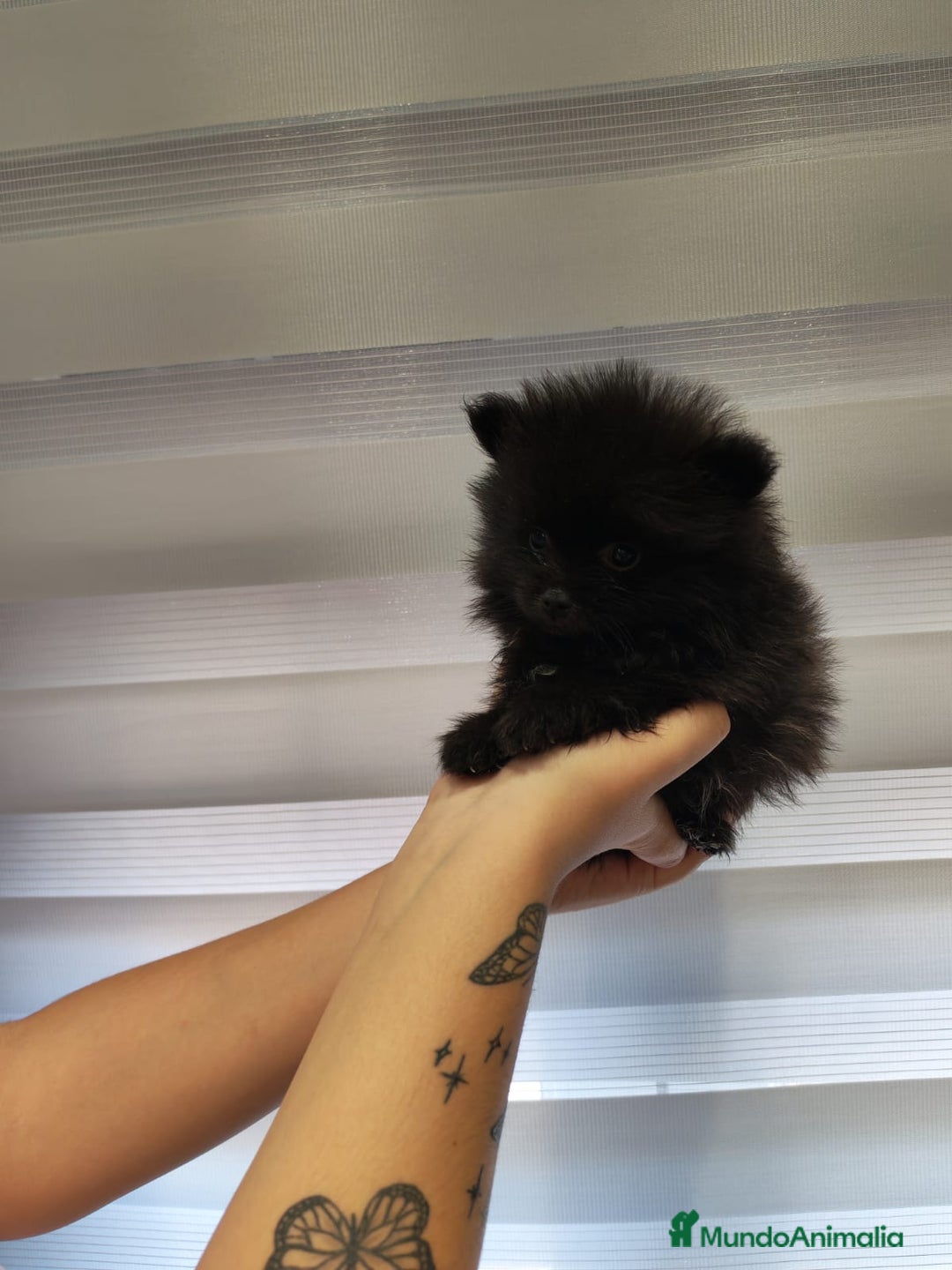 Pomerania perros en venta: Pomerania toy 💥💥2 machos 💥💥 - Imagen 7