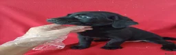Labrador Retriever perros en venta: Labrador Retriever Negro  - Anuncio 2