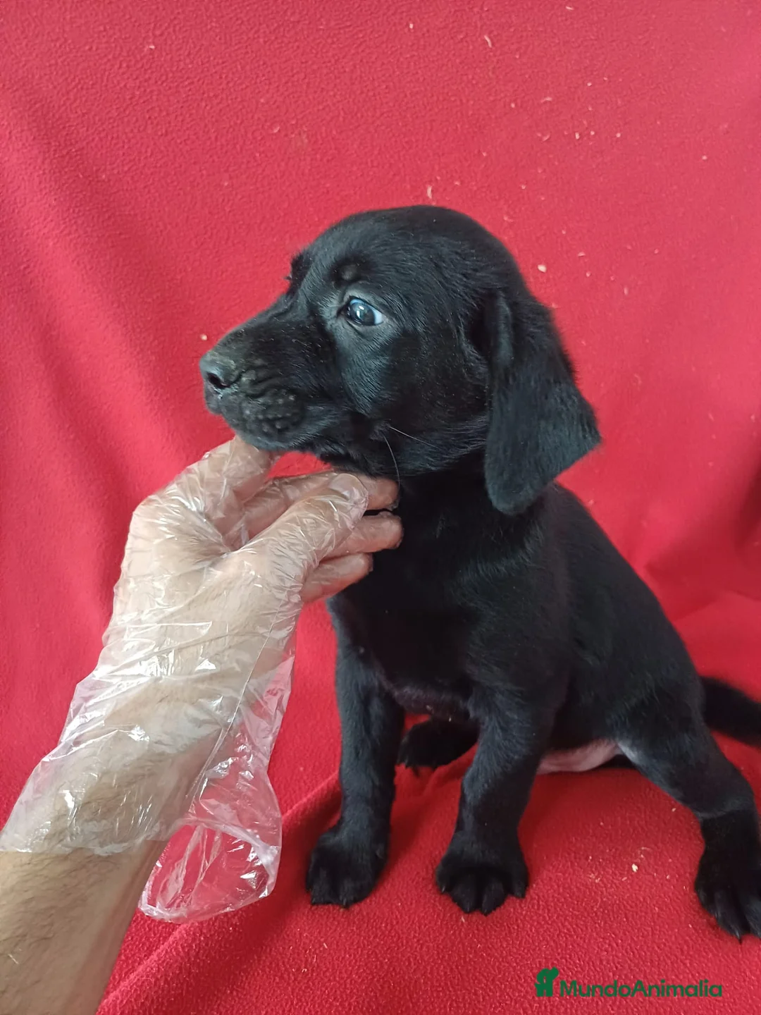 Labrador Retriever perros en venta: Labrador Retriever Negro  - Anuncio 2