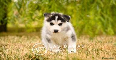 Husky Siberiano perros - Propaganda 13
