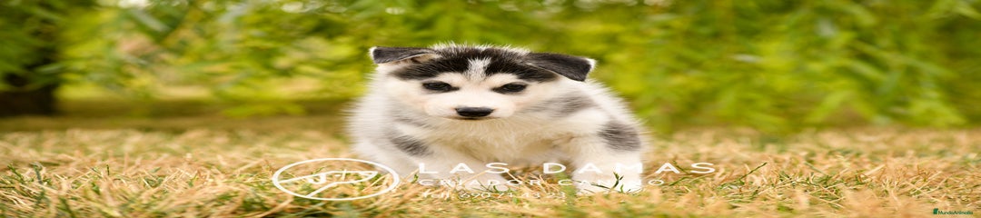 Husky Siberiano macho