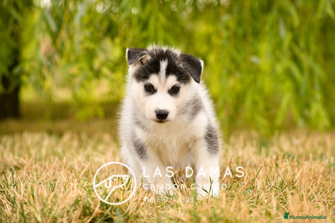 Husky Siberiano perros en venta: Husky siberiano disponibles - Imagen 2