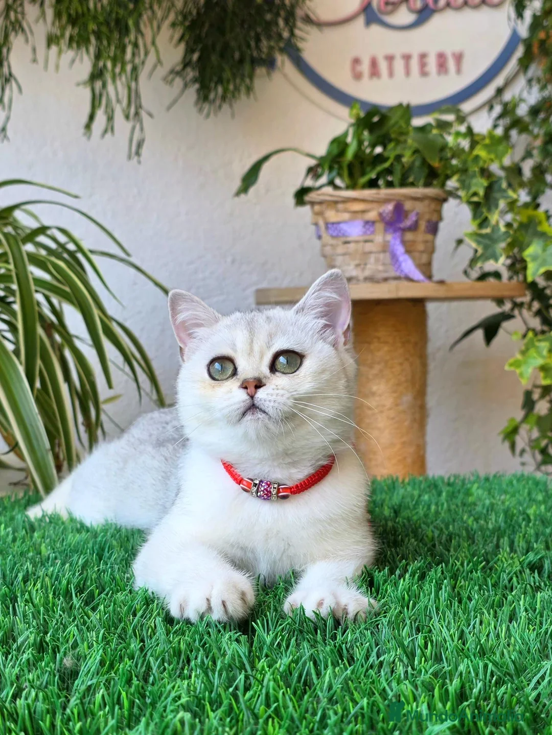 Británico de Pelo Corto gatos en venta: Gatita de raza british shorthair  - Anuncio 1