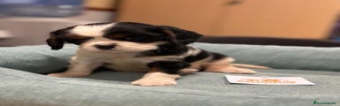 Cavalier King Charles Spaniel Cachorro 1
