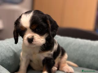Cavalier King Charles Spaniel perros Cavalier tricolor en Barcelona - Anuncio 9