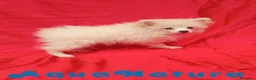 Pomerania perros en venta: Pomerania Hembra 8297 AQUANATURA - Anuncio 7