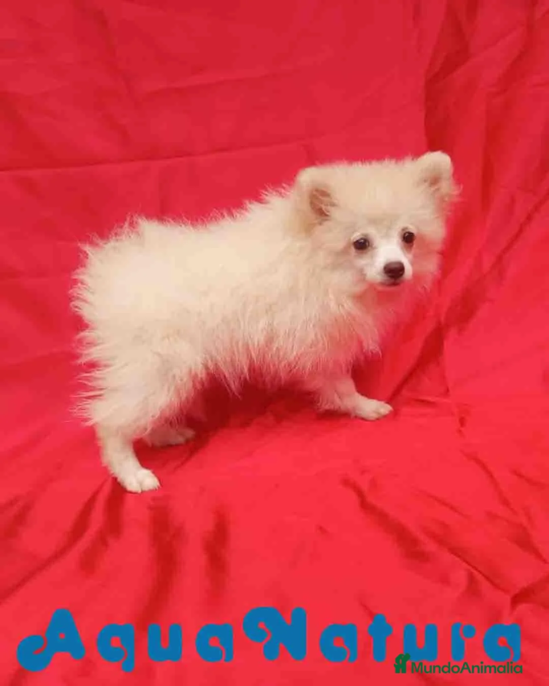 Pomerania perros en venta: Pomerania Hembra 8297 AQUANATURA - Anuncio 7