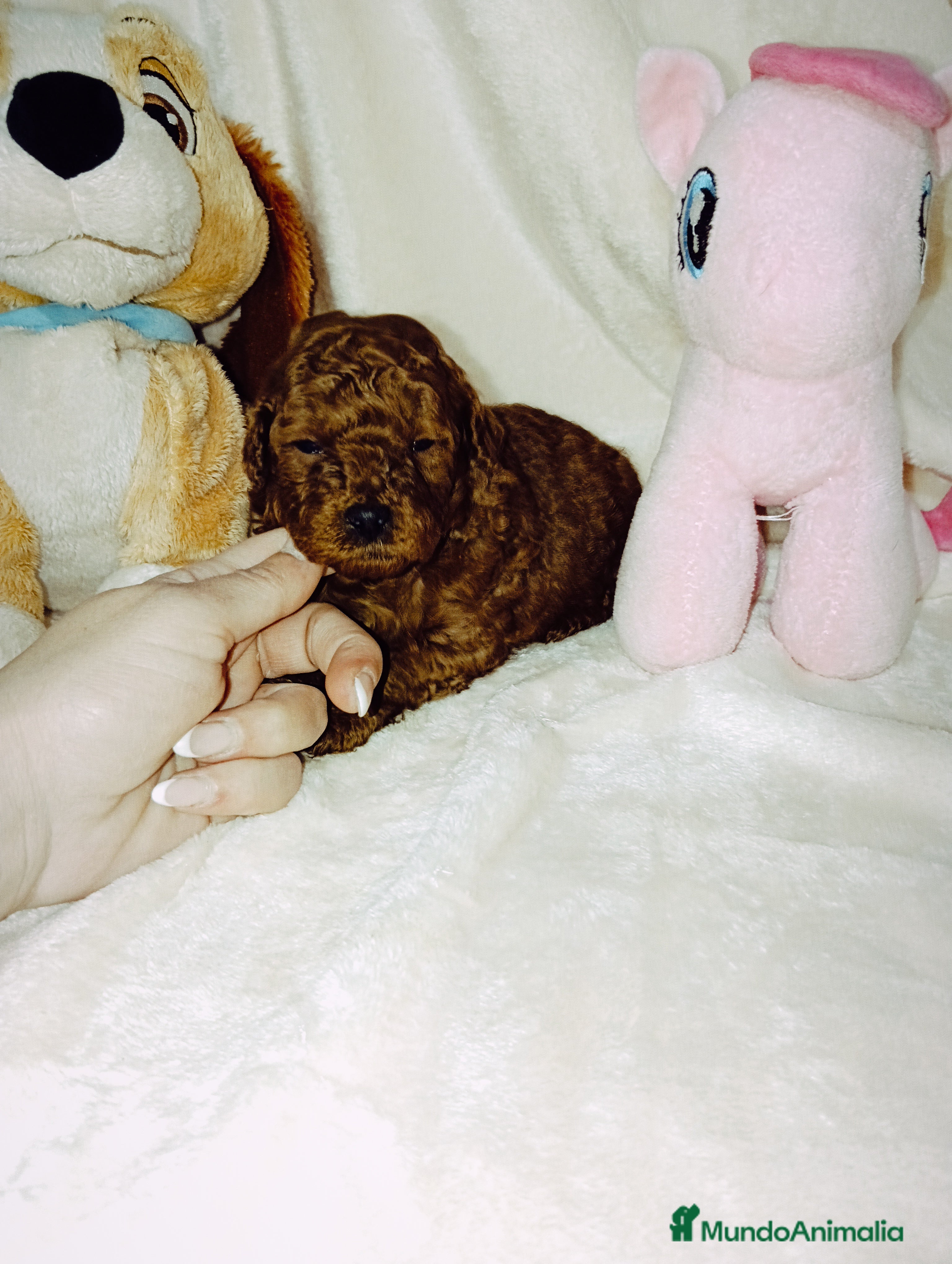 Caniche Toy perros Caniche toy - Anuncio 2