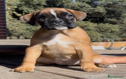 Boxer perros en venta: Magníficas cachorras BOXER, excelente genealogía - Imagen 2