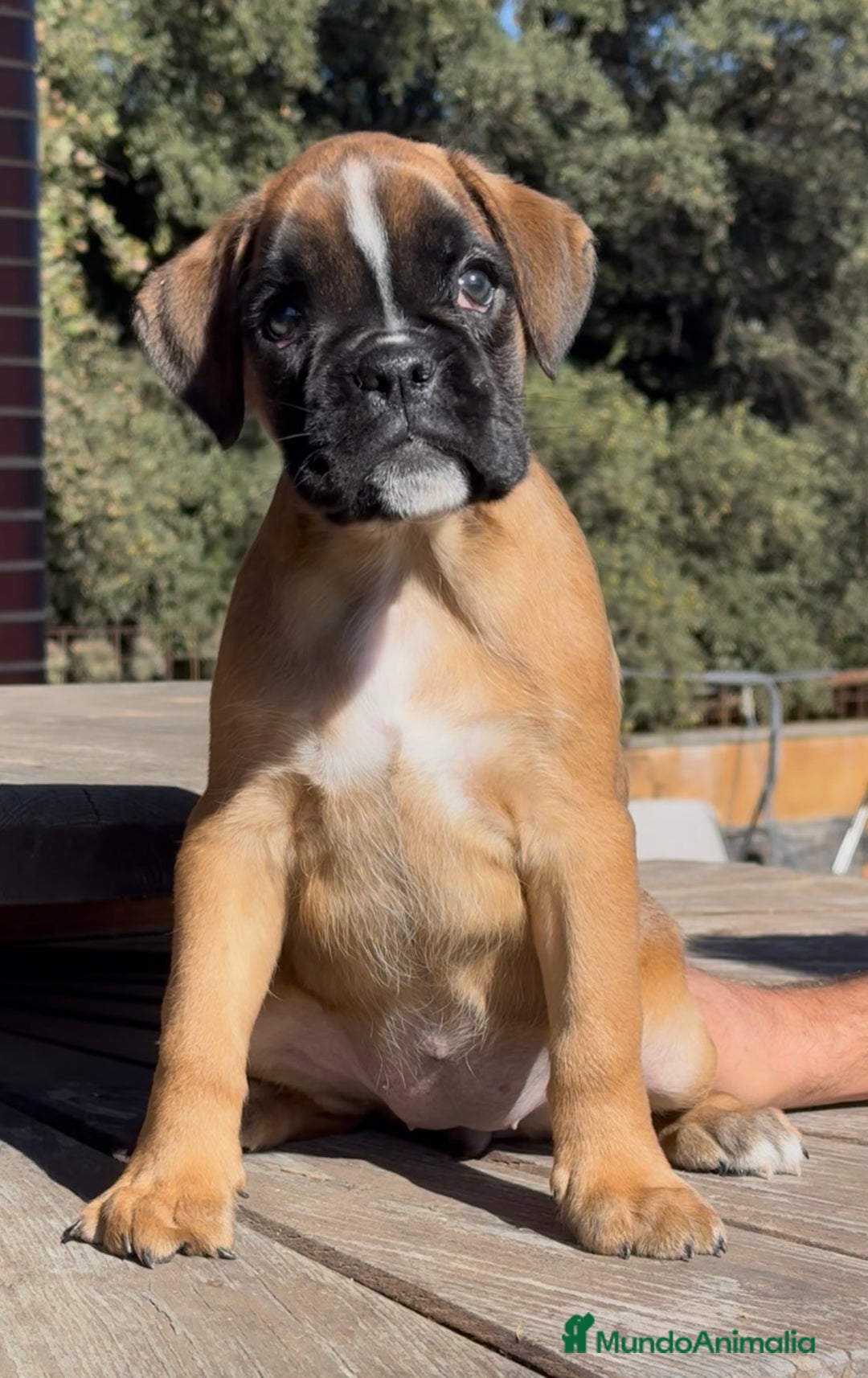Boxer perros en venta: Magníficas cachorras BOXER, excelente genealogía - Imagen 2