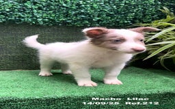 Border Collie perros en venta: BORDER COLLIE color lilac - Imagen 1