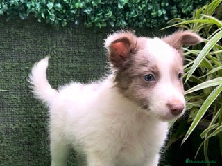 Border Collie perros - Anuncio 9