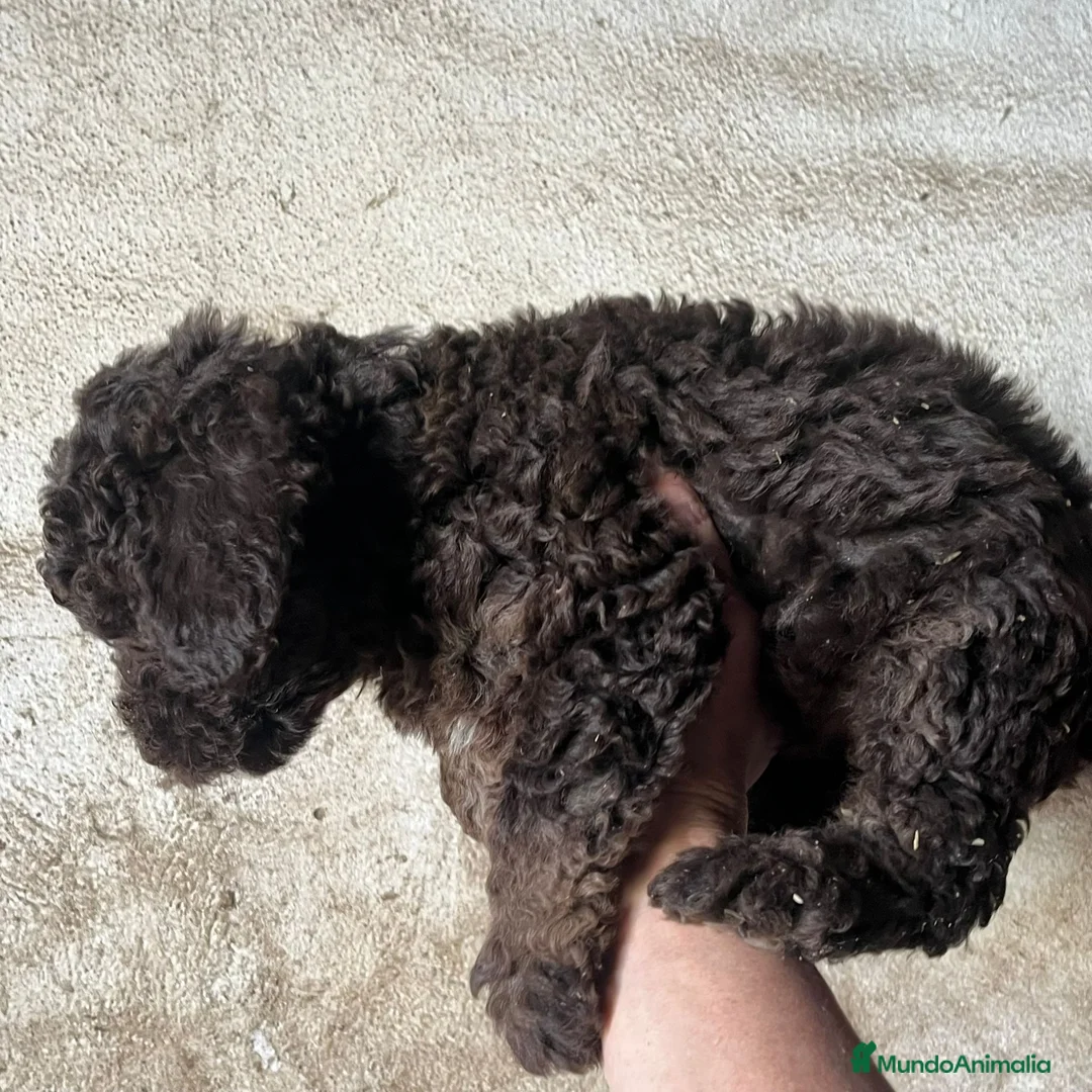 Perro de Agua Español perros en venta: Perro de Agua Español - Anuncio 2