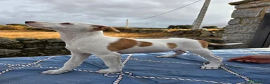 Podenco Andaluz 5