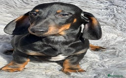 Teckel Miniatura perros en venta: Teckel negro fuego - Imagen 3