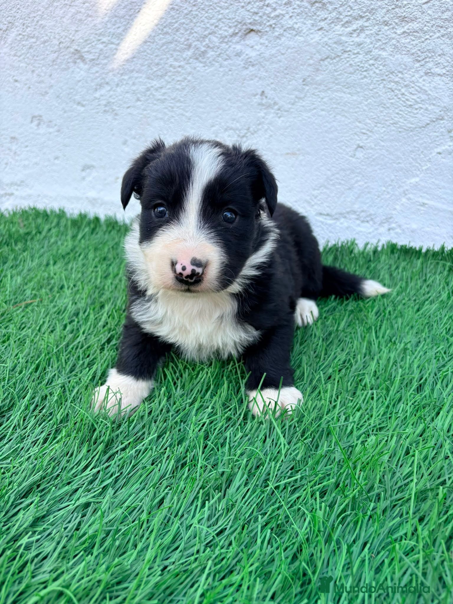 Border Collie perros Border Collie - Anuncio 1
