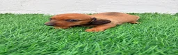 Teckel Miniatura perros en venta: Teckel miniatura rojizo - Anuncio 8