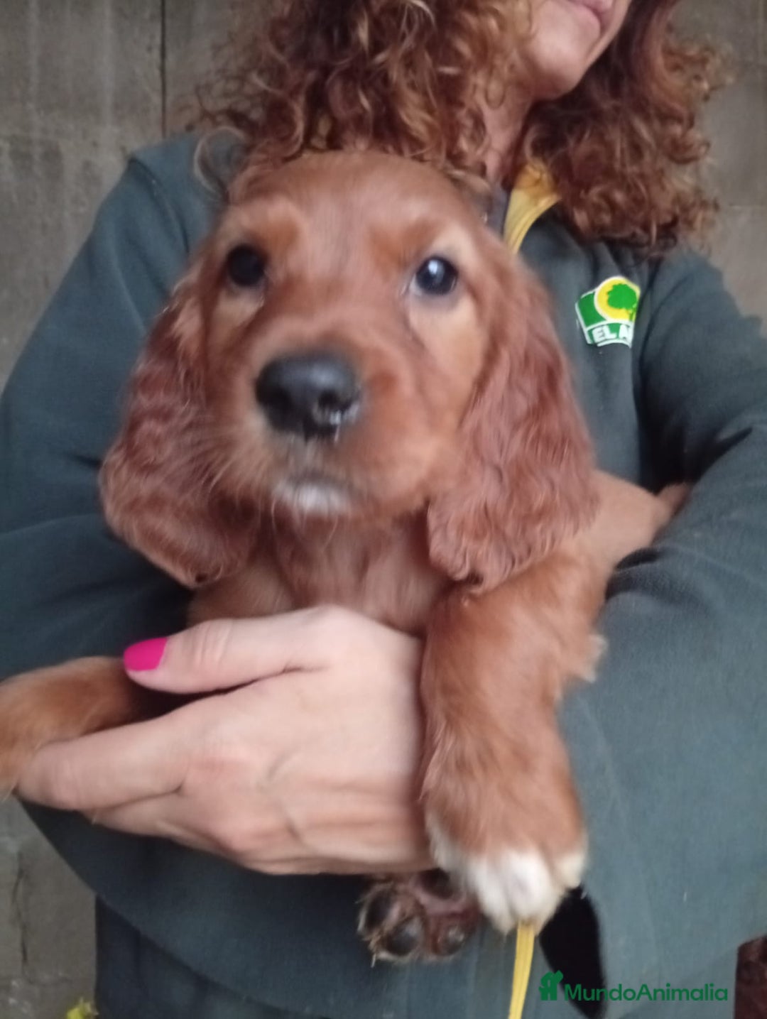 Setter Irlandés Rojo perros en venta: Setter irlandés rojo. - Anuncio 1