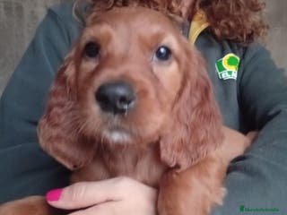 Setter Irlandés Rojo perros Setter irlandés rojo. - Anuncio 2