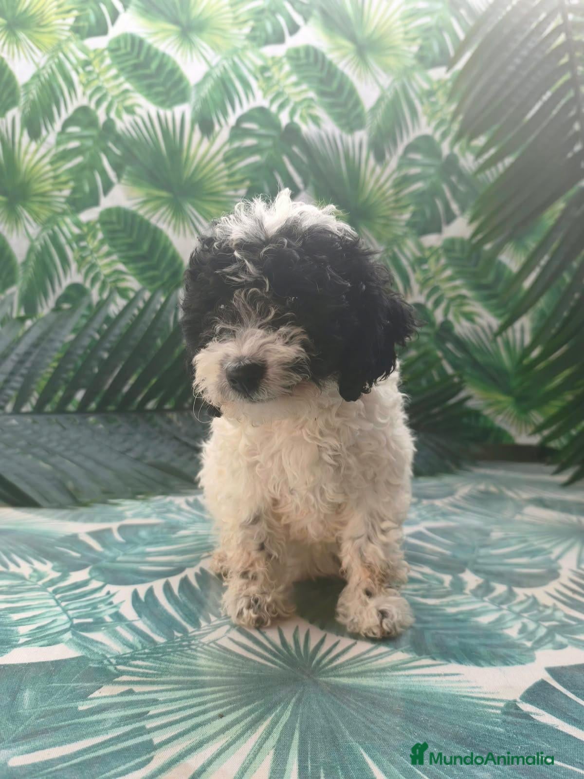 Perro de Agua Español perros PDA 🔥🔥BAJADA DE PRECIO A 650 - Anuncio 24