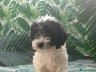 Perro de Agua Español perros PDA 🔥🔥BAJADA DE PRECIO A 650 - Anuncio 24