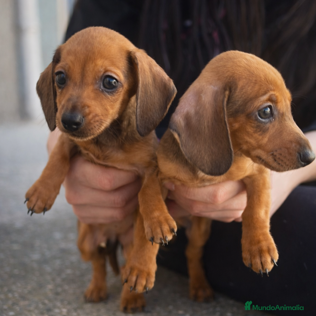 Teckel Miniatura perros Teckel mini rojo 🍂 - Anuncio 3