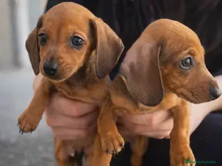 Teckel Miniatura perros Teckel mini rojo 🍂 - Anuncio 3