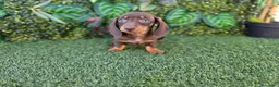 Teckel Miniatura perros en venta: TECKEL MINIATURA & KANNINCHEN - Anuncio 5
