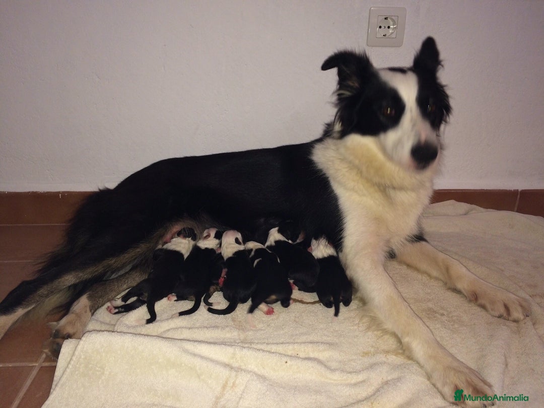 Border Collie perros en venta: BORDER COLLIE hembras - Imagen 13