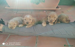 Cocker Spaniel Inglés perros en venta: Cocker Canela - Imagen 3
