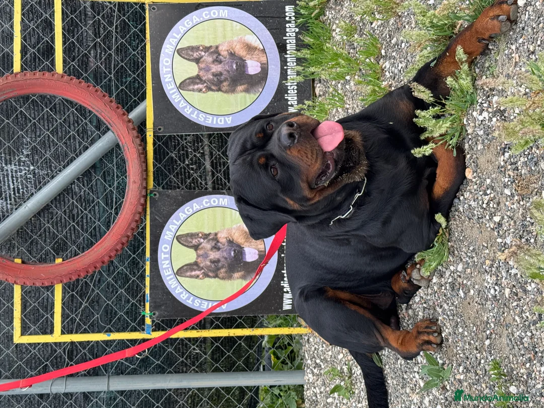 Rottweiler perros para monta: ROTTWEILER - Anuncio 8