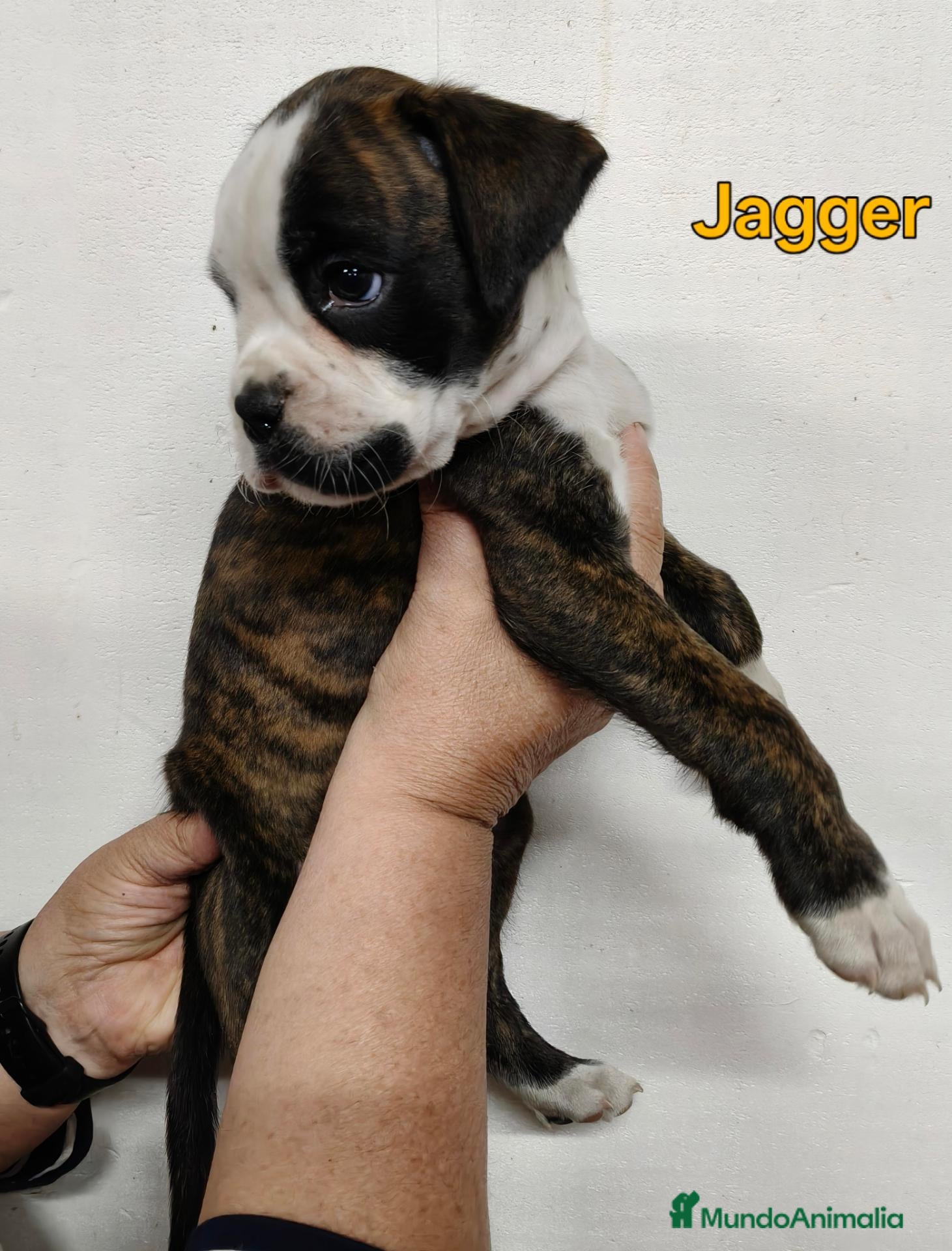 Boxer perros Camada " J " del Pimpanón  - Anuncio 1