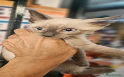 Siamés gatos en venta: Siames - Imagen 2