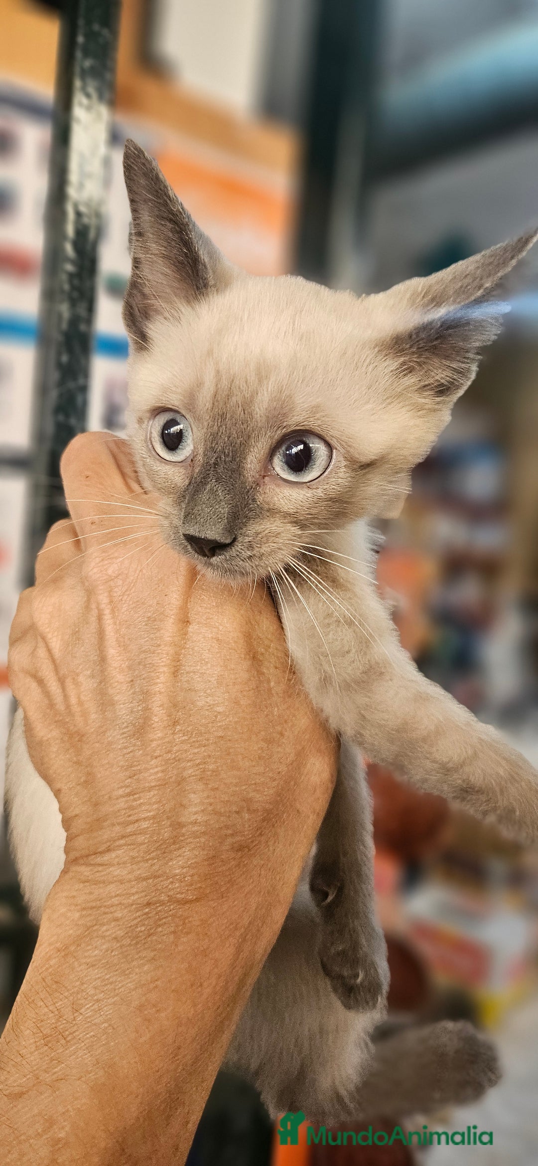 Siamés gatos en venta: Siames - Imagen 2