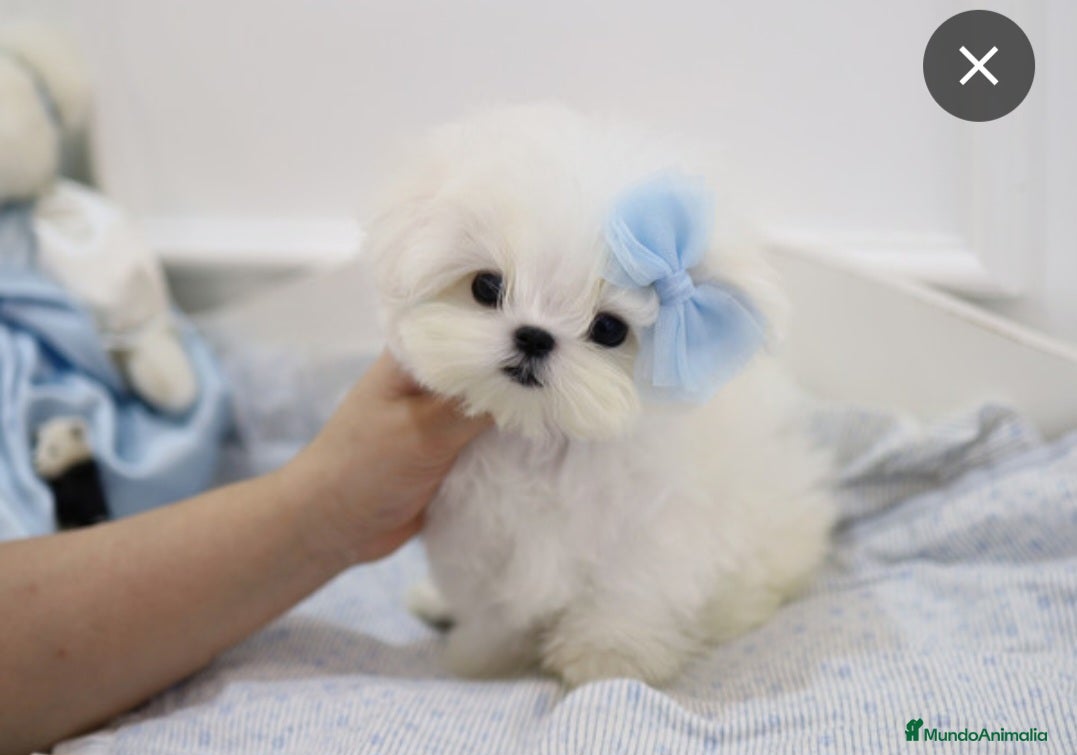 Bichón Maltés perros camada de bichon maltes asiático toy  - Anuncio 2