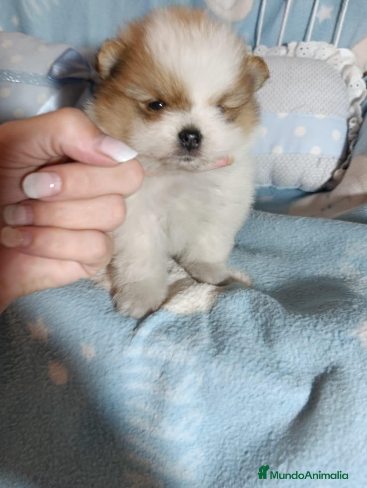Pomerania perros en venta: Pomerania ositas hembras toy  - Anuncio 19
