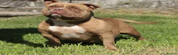 American Bully perros en venta: American Bully Pocket  - Anuncio 7
