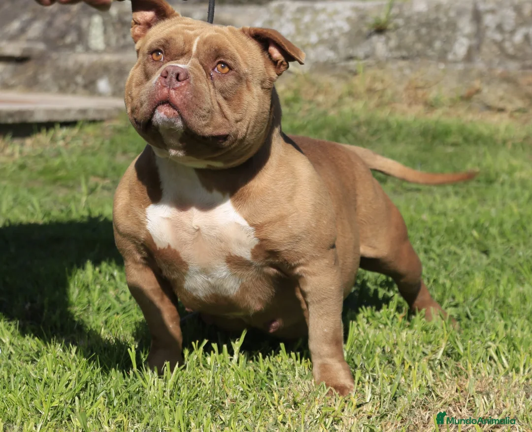 American Bully perros en venta: American Bully Pocket  - Anuncio 7