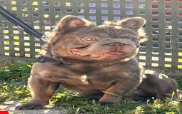 Bulldog Francés perros en venta: Bulldog francés fluffys Big rope Isabellas - Imagen 5
