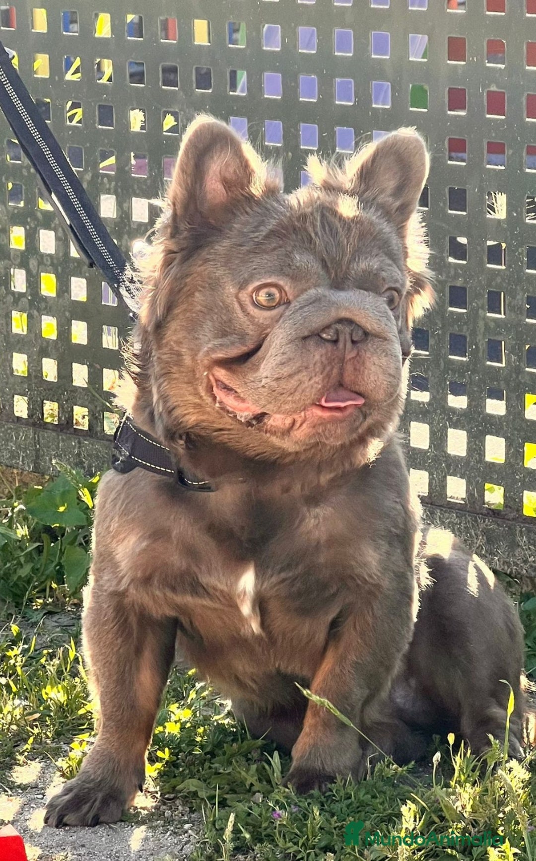 Bulldog Francés perros en venta: Bulldog francés fluffys Big rope Isabellas - Imagen 5